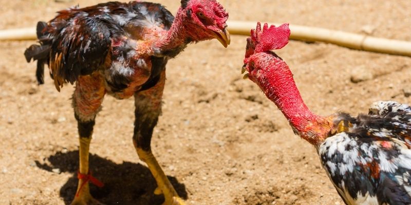 Chuyên mục giải trí hấp dẫn